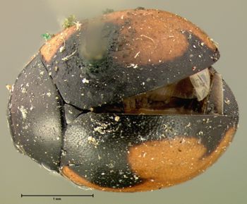 Media type: image;   Entomology 6706 Aspect: habitus dorsal view